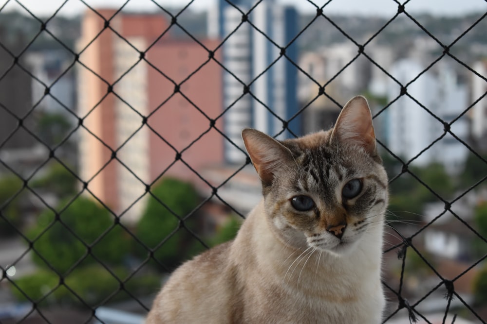 brown and white cat on black metal fence