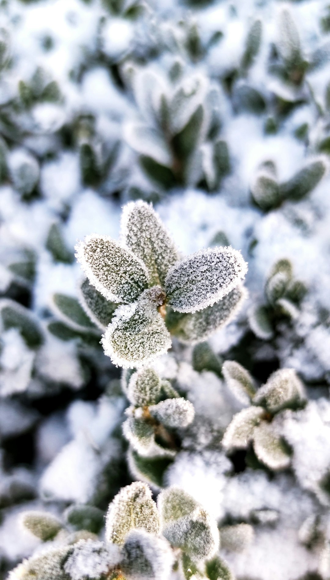 white and green plant covered with snow