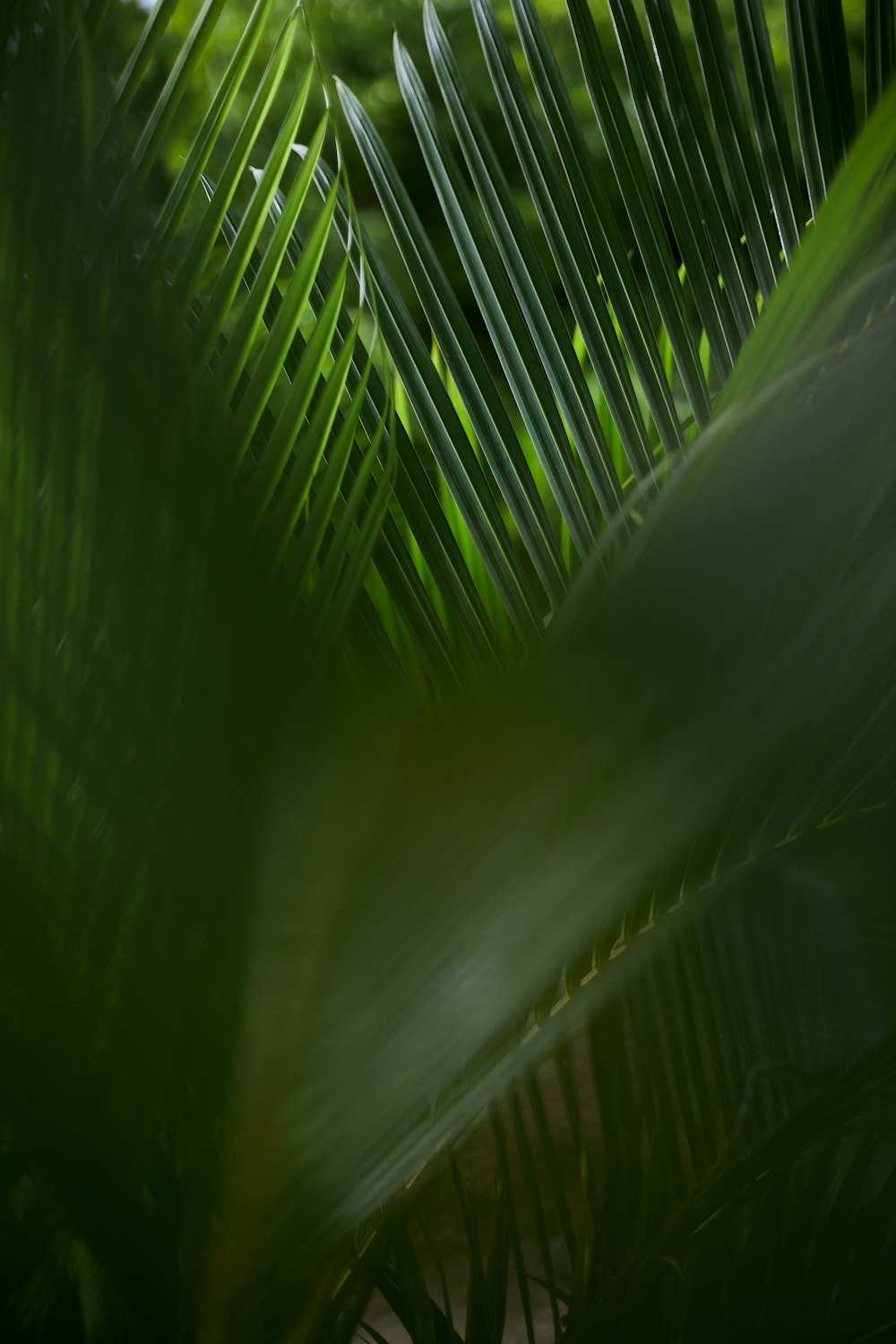 接写写真の緑のバナナの葉