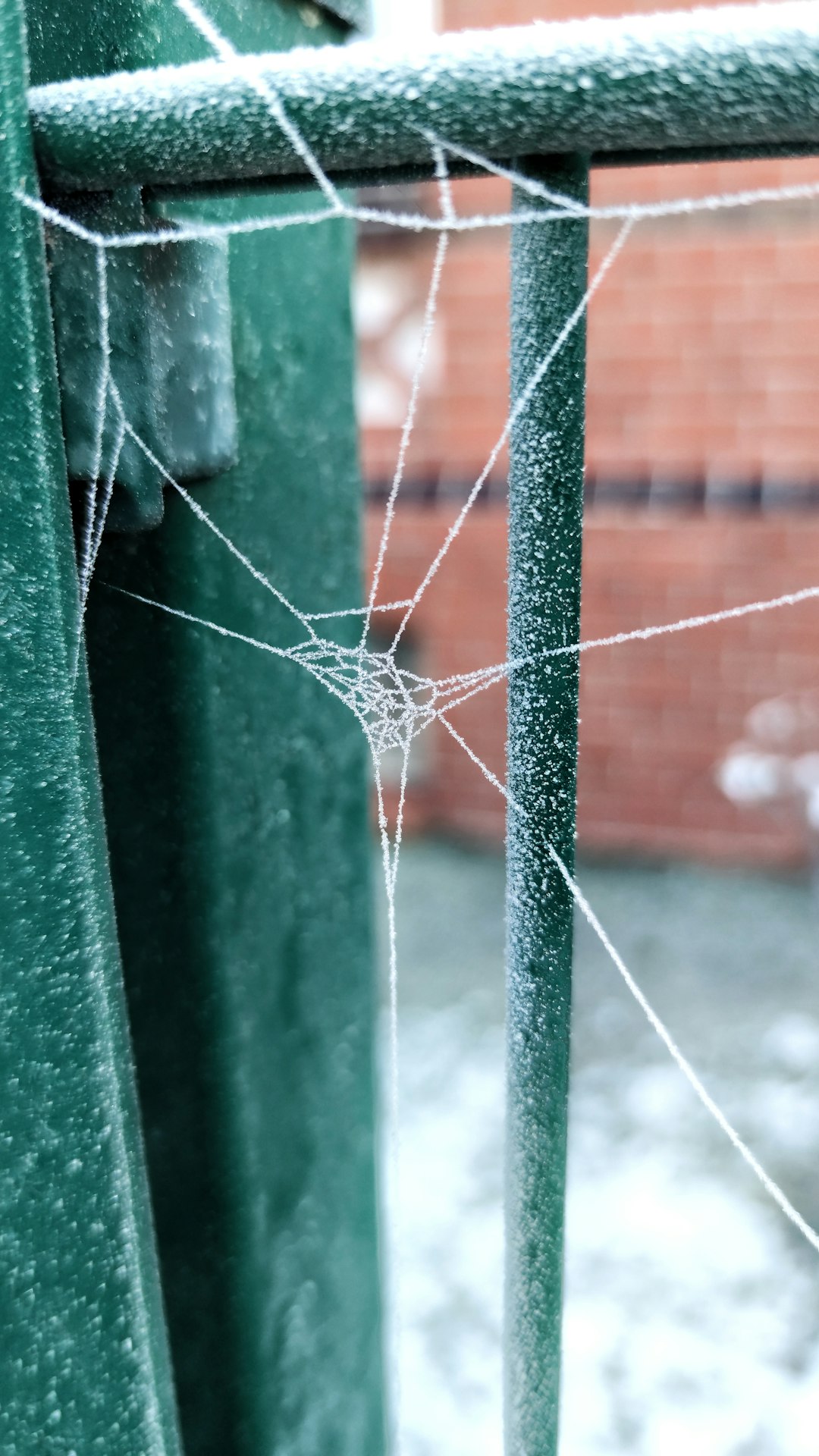spider web on green metal fence