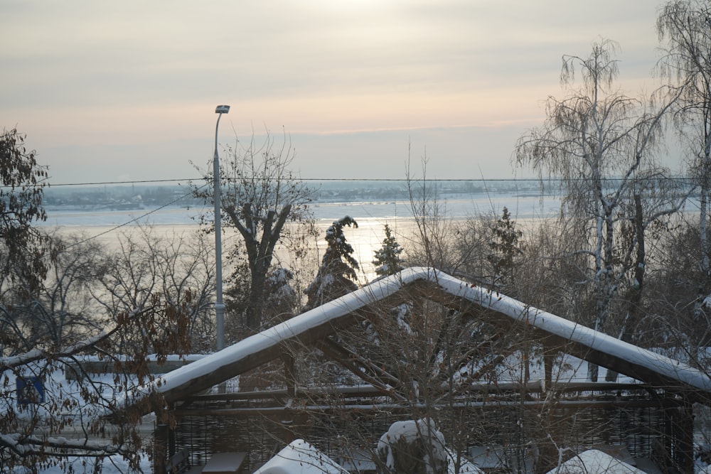 bare trees on snow covered ground during daytime