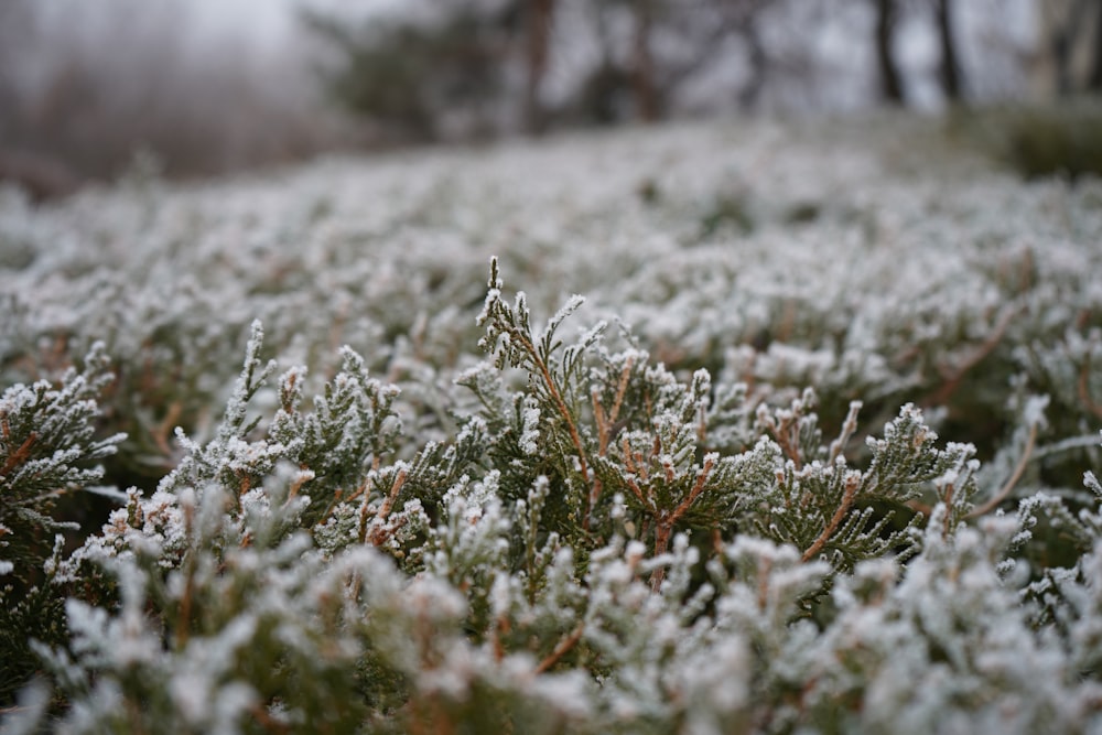 green grass field during daytime