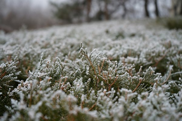 Frost on the grass of the steppe — Volgograd, Russia