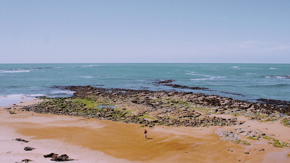 white bird on beach shore during daytime