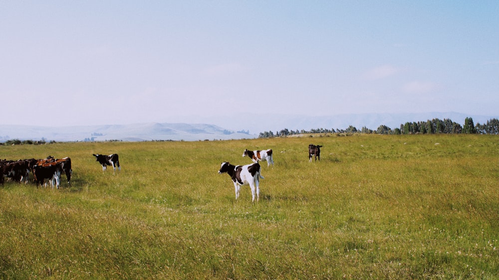 white and black cow on green grass field during daytime