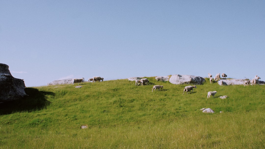 herd of sheep on green grass field under blue sky during daytime