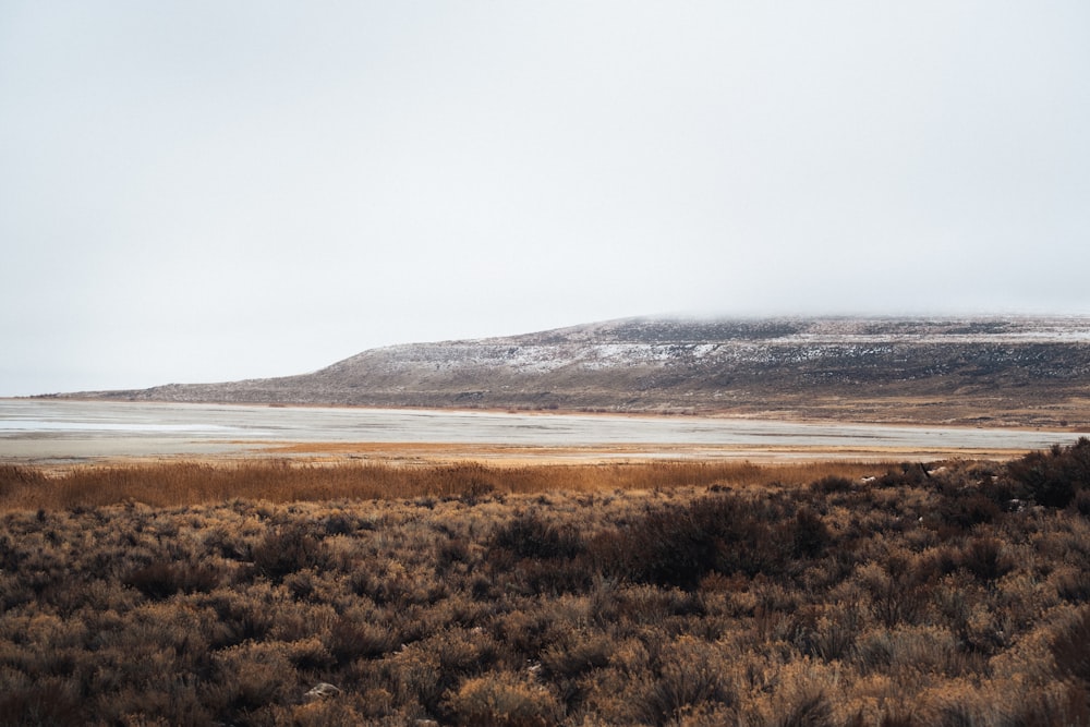 brown grass field under white sky during daytime