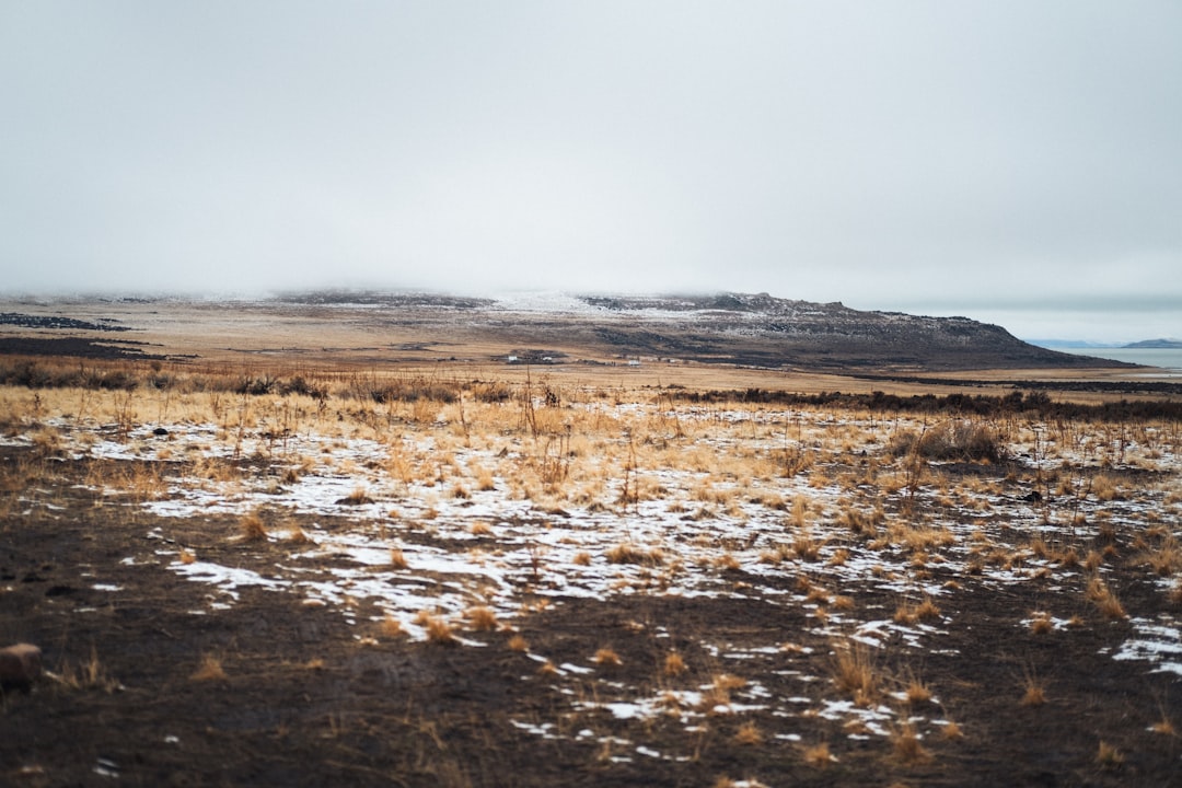 brown grass field under white sky during daytime