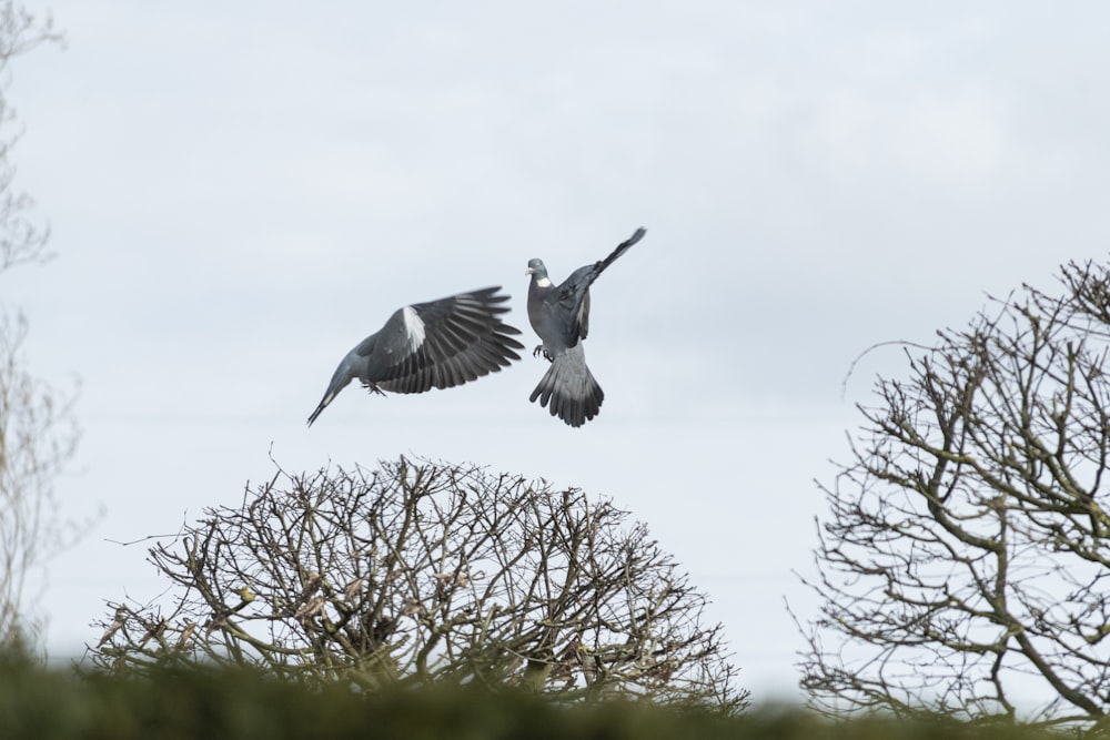 two large birds flying through the air over trees