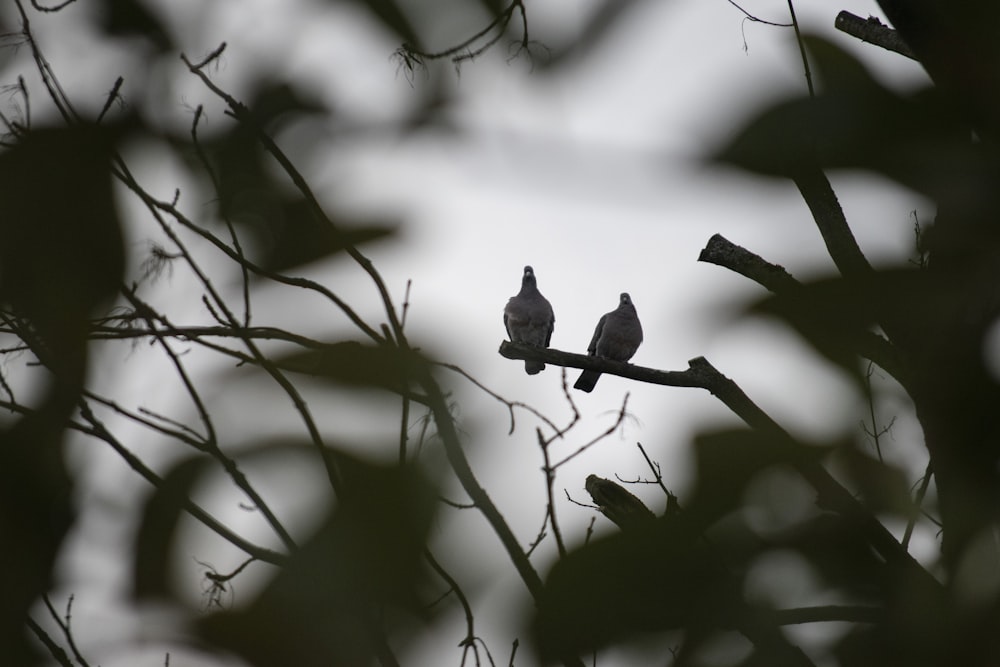 black and white bird on tree branch