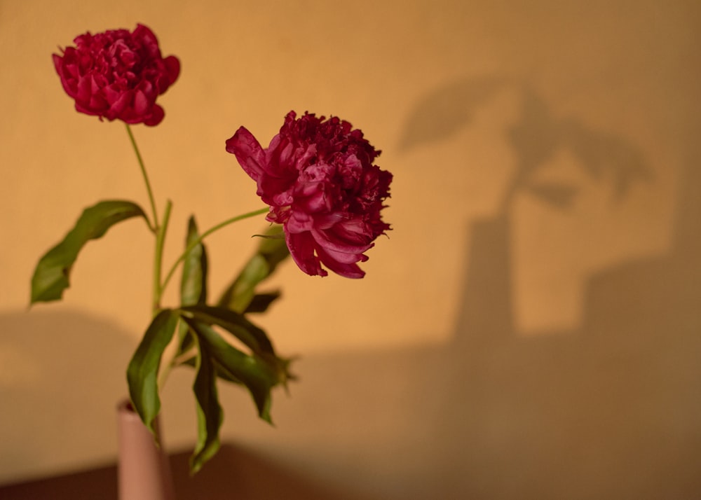 pink flower in white ceramic vase