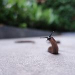 brown snail on gray concrete road during daytime