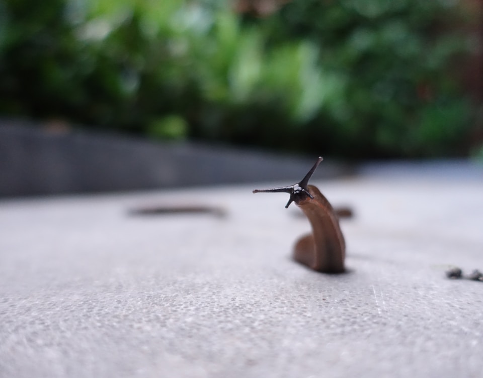 brown snail on gray concrete road during daytime