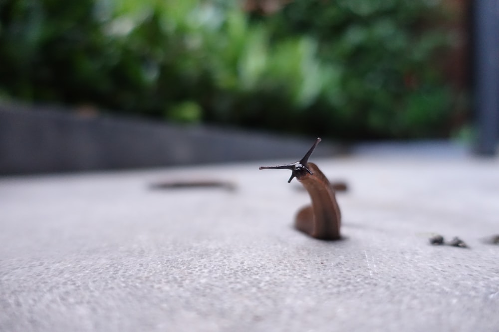 昼間の灰色のコンクリート道路の茶色のカタツムリ