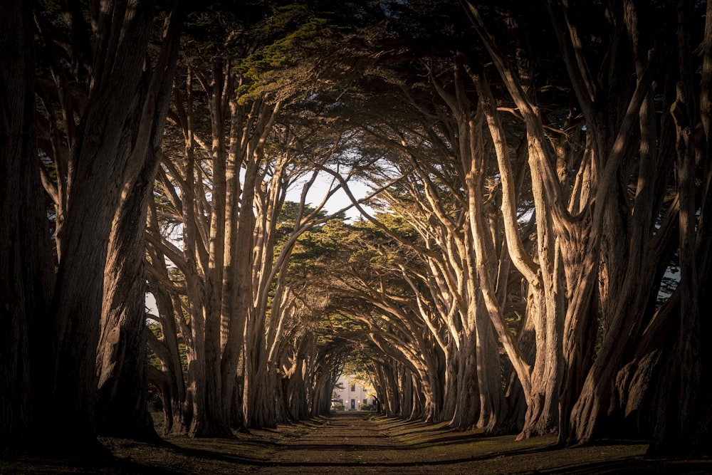 brun arbres nus pendant la journée