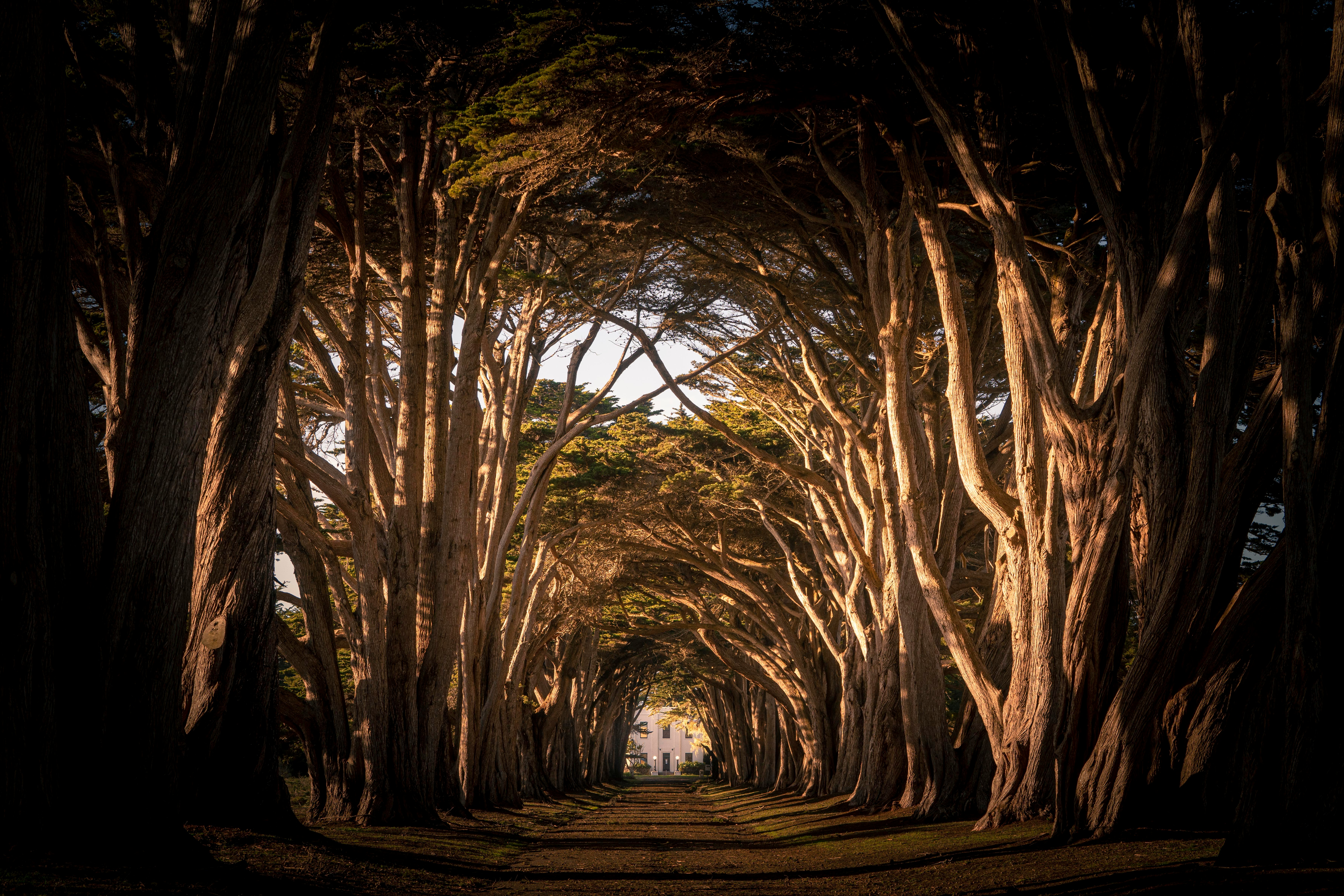 brown bare trees during daytime