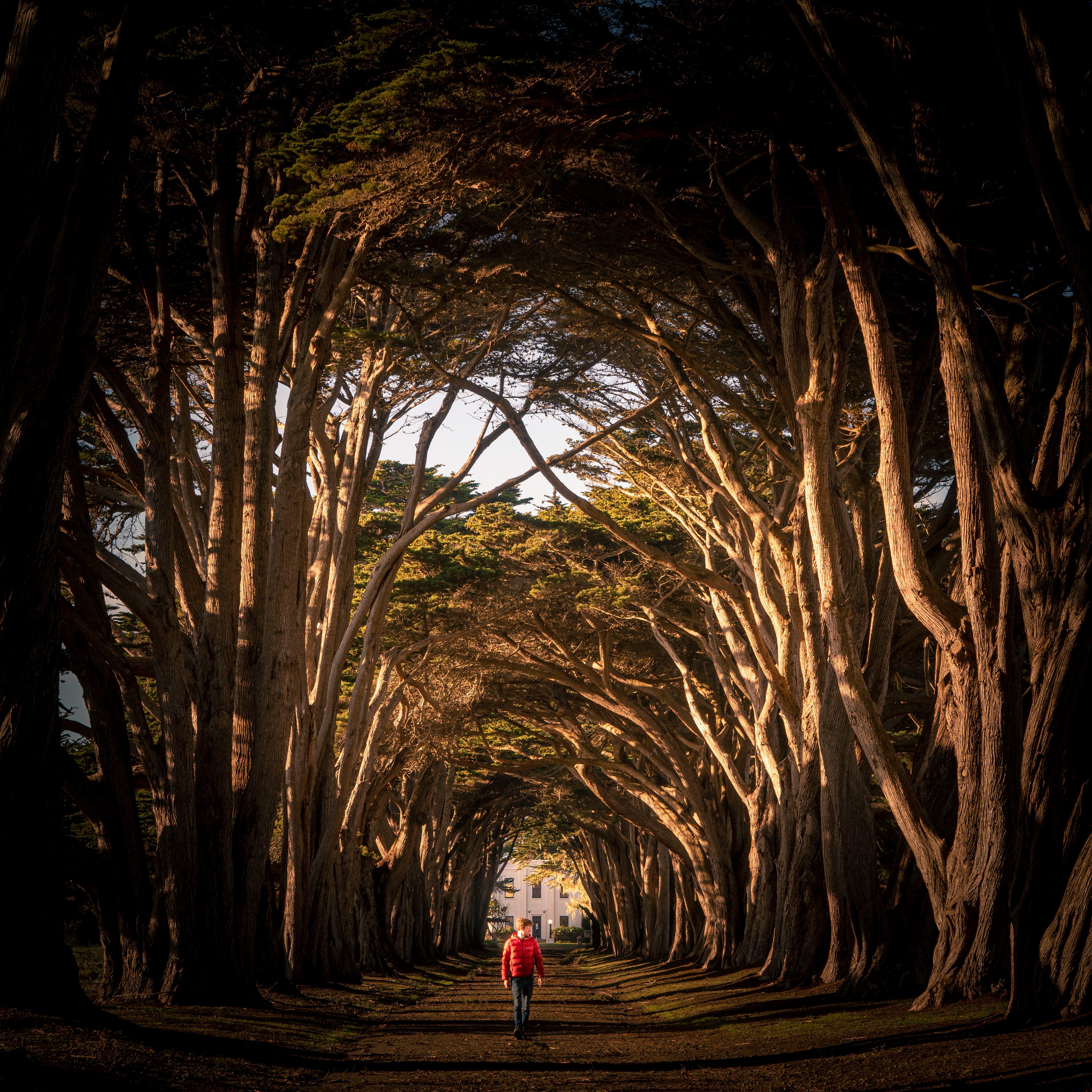 girl in white jacket walking on pathway between bare trees during daytime