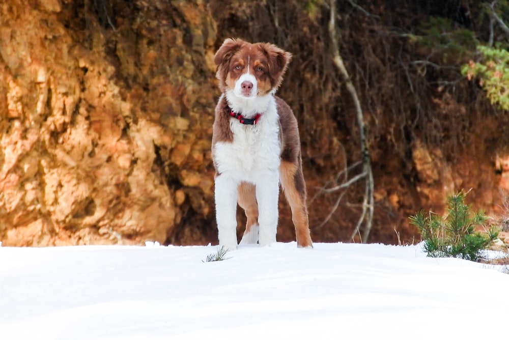 braunes, weißes und schwarzes kurzes Fell mittlerer Hund, der tagsüber auf schneebedecktem Boden läuft