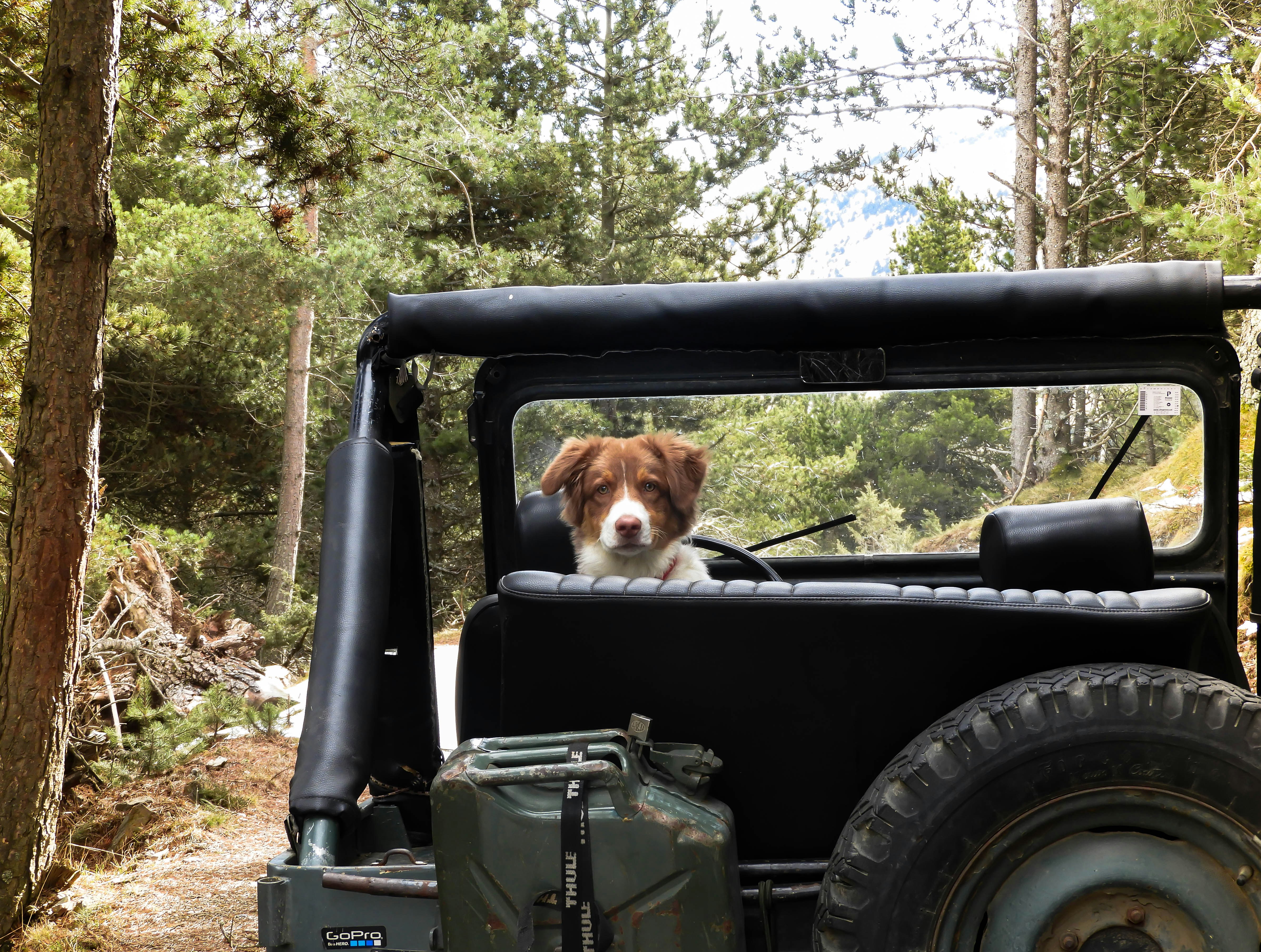 Dog in Back of 4x4 Off Road