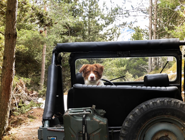 Dog in Back of 4x4 Off Road