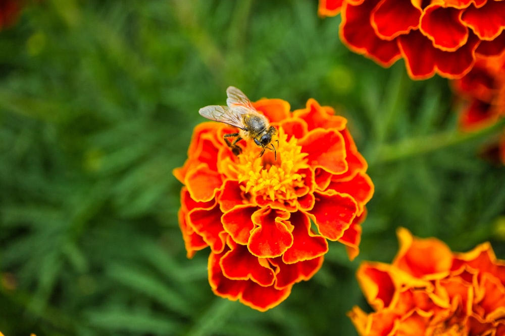 black and yellow bee on orange flower