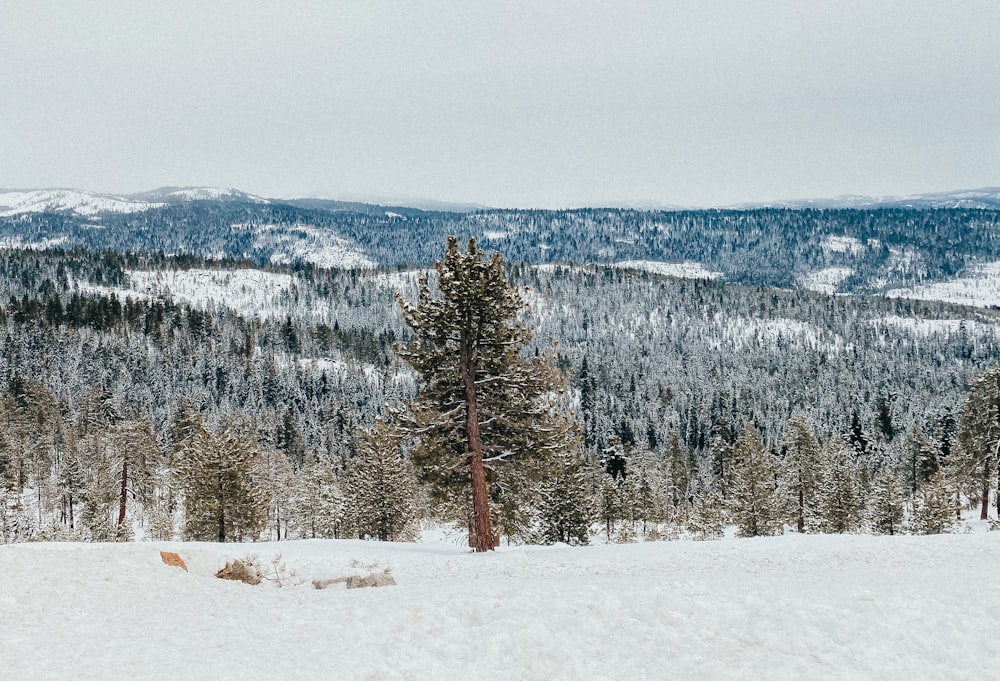 green pine trees on snow covered ground during daytime