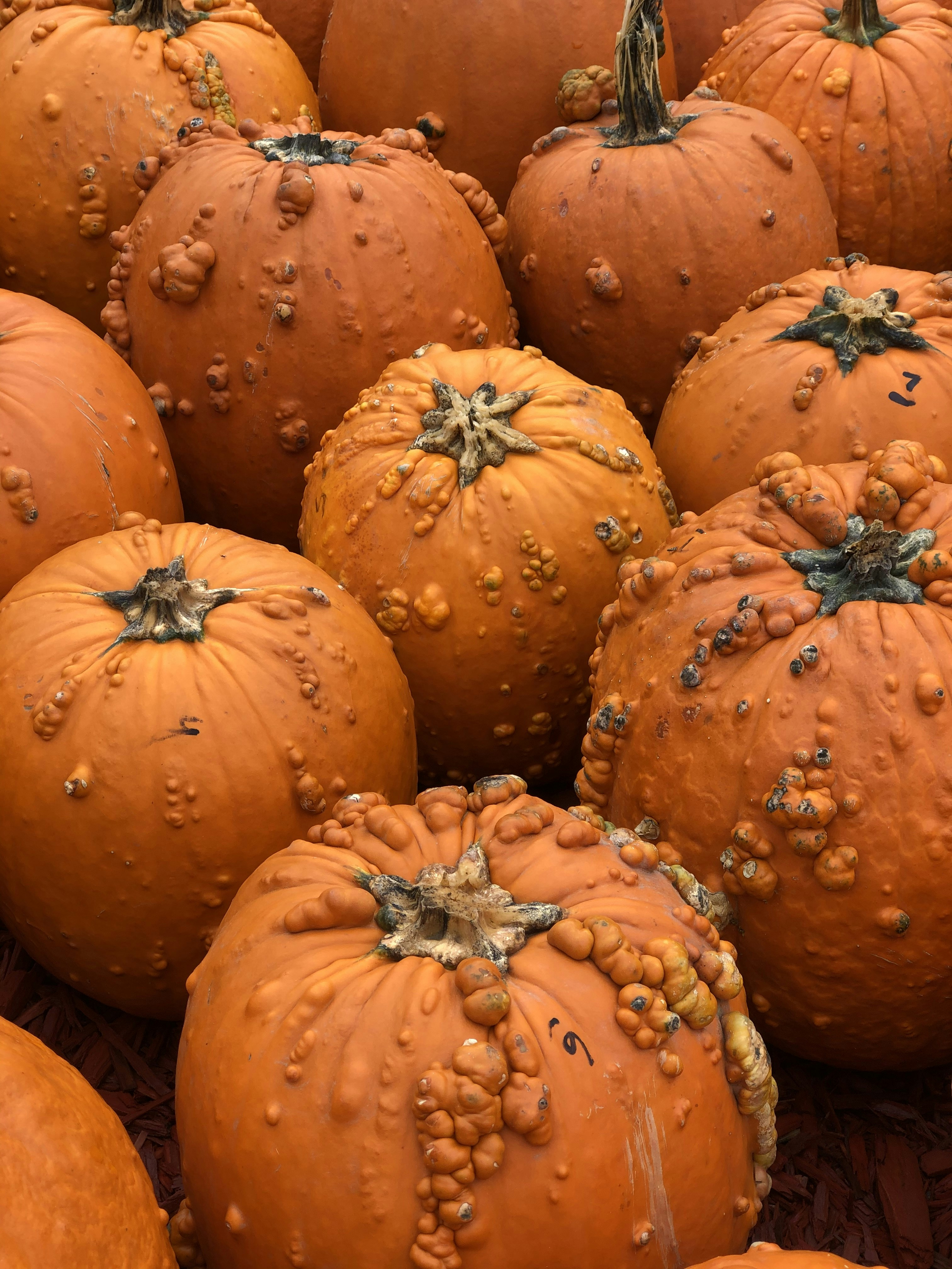 Photo by fineartbybernadett2021