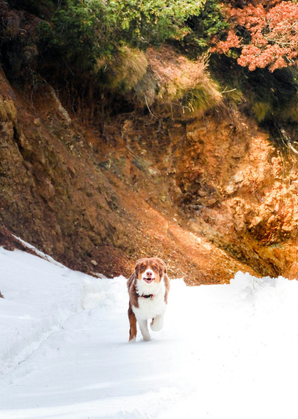 cão de pelagem curta marrom e branco no chão coberto de neve