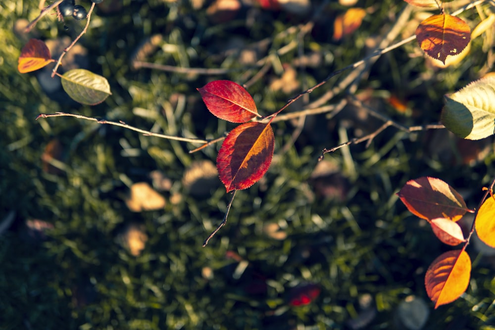 brown and green leaves in tilt shift lens