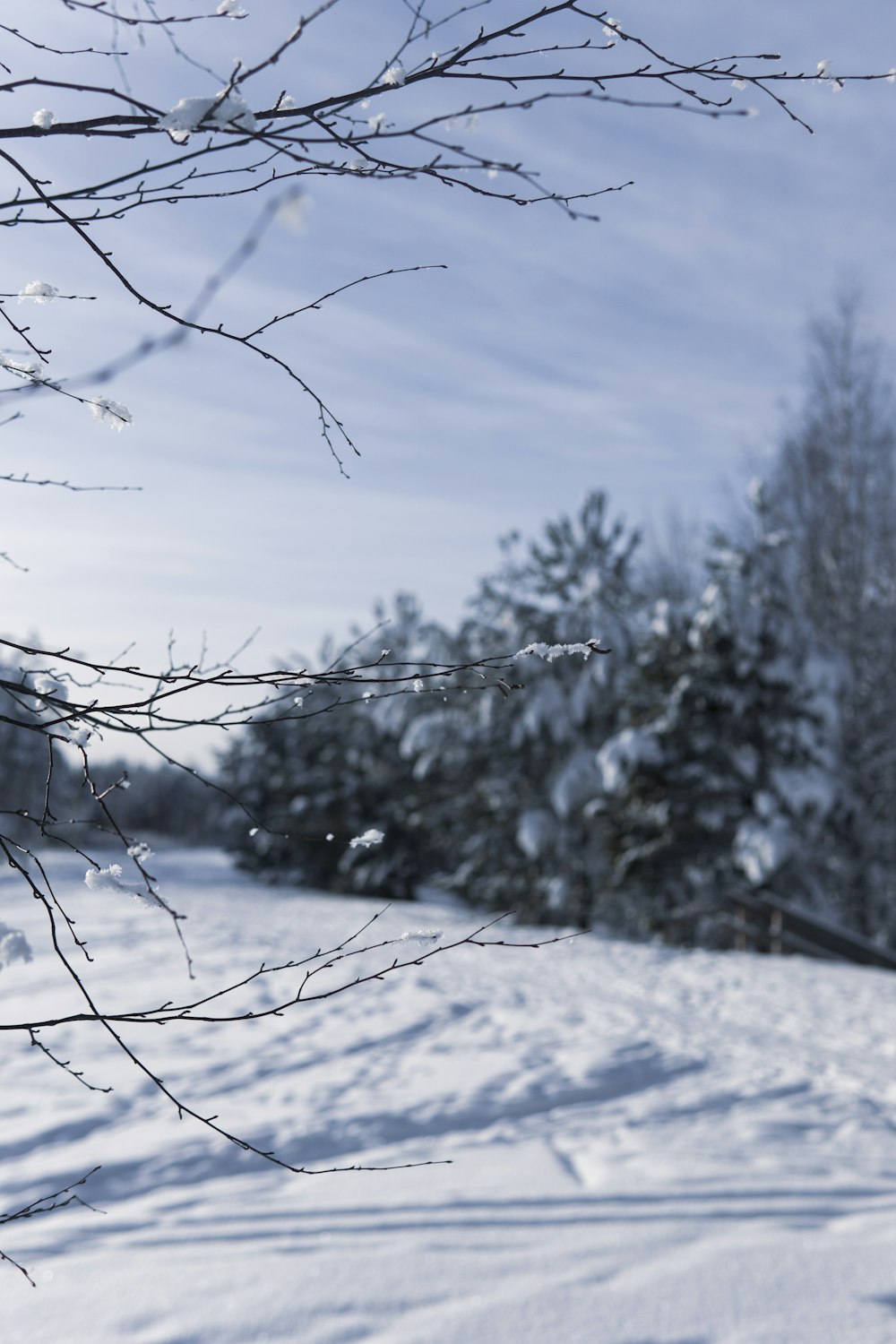 昼間の青空の下、雪に覆われた裸木