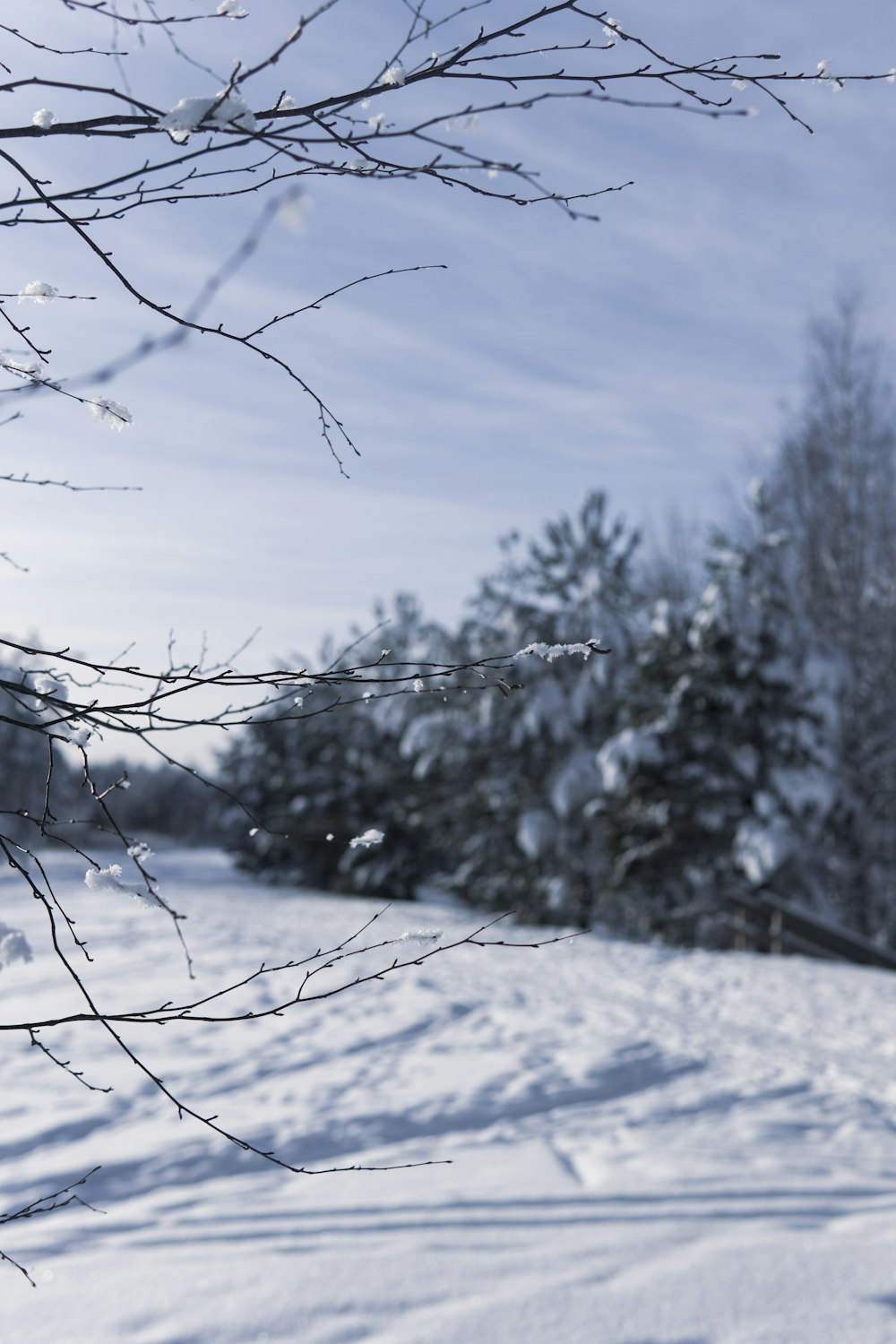 snow covered bare tree under blue sky during daytime