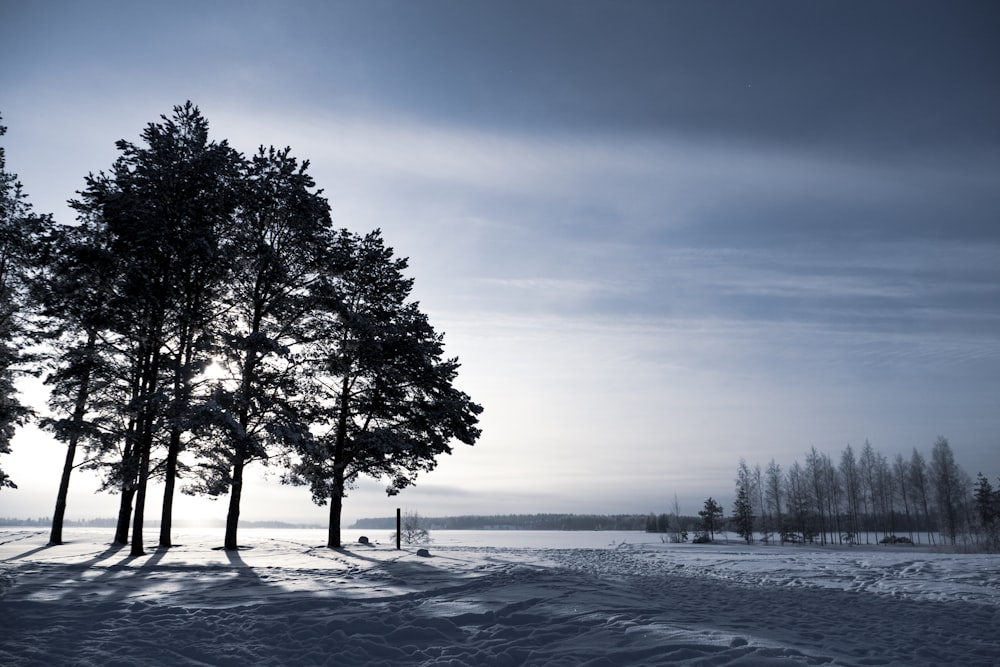 green trees on snow covered ground during daytime