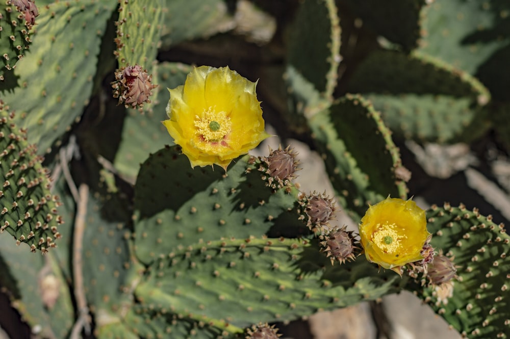 yellow flower on brown stem