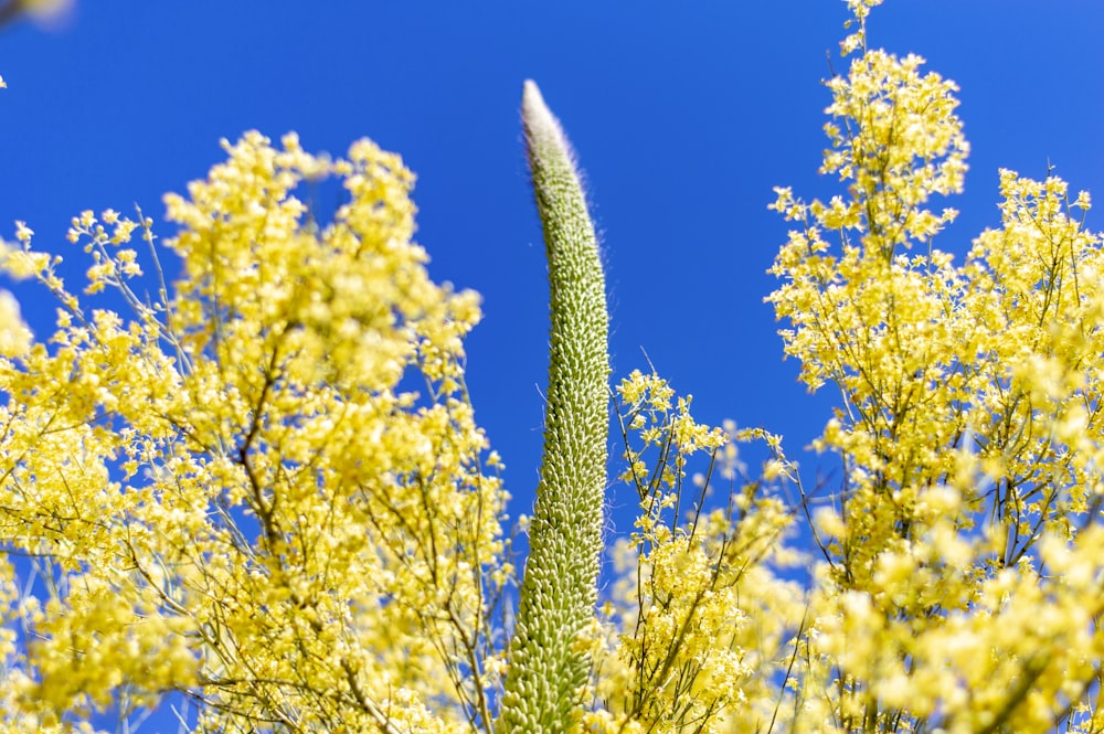 gelber und grüner Baum unter blauem Himmel tagsüber