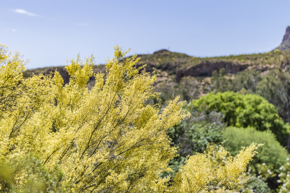 green and yellow leaf trees under blue sky during daytime