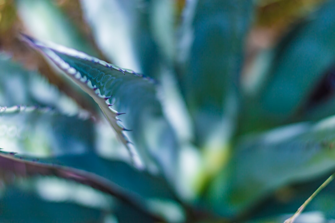 green and white leaf plant