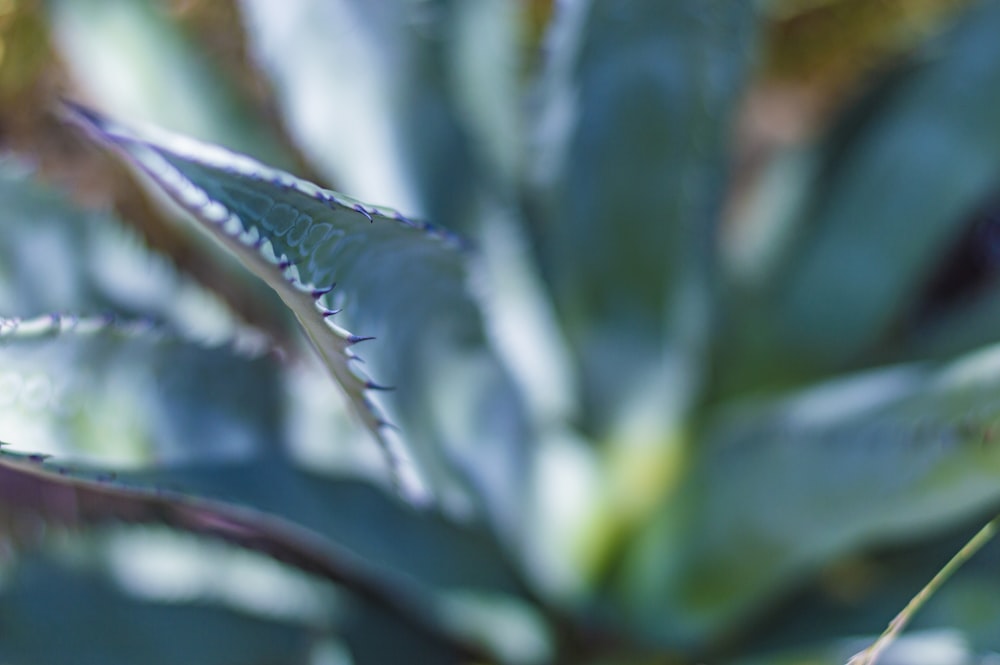 green and white leaf plant