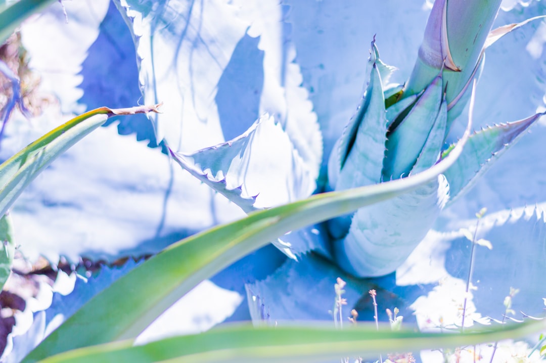 green leaves in close up photography