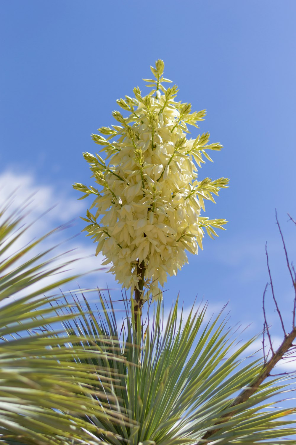 yellow flower under blue sky during daytime