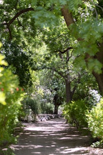 green trees near river during daytime