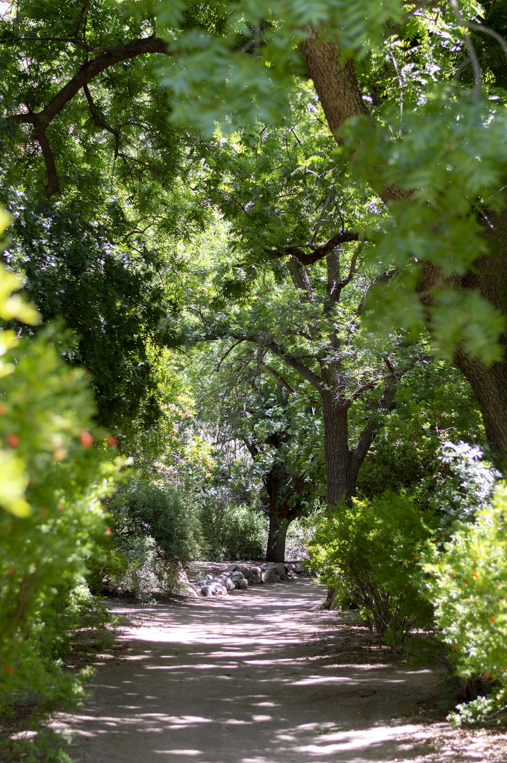 green trees near river during daytime