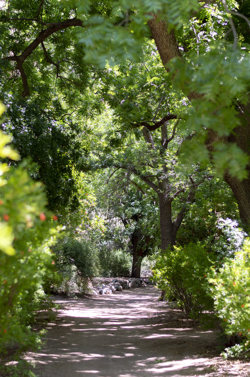 Kirstenbosch Free Guided Walk