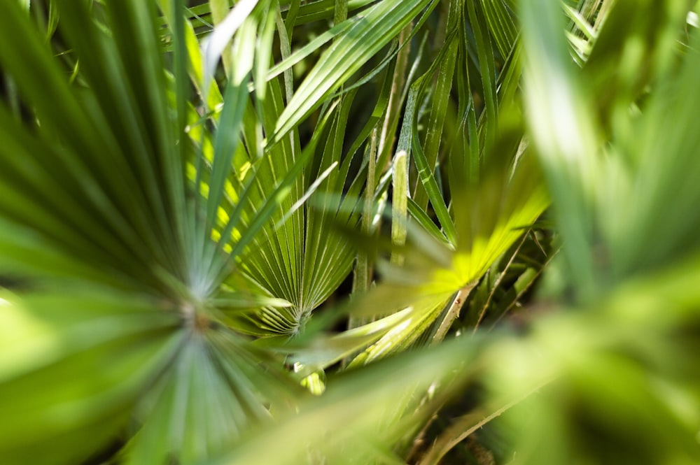 green palm plant during daytime