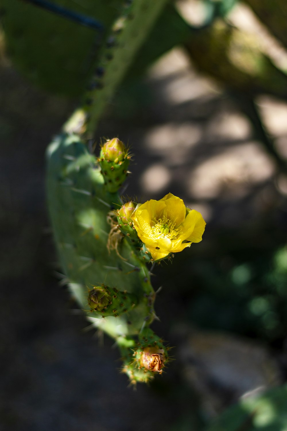 yellow flower in tilt shift lens