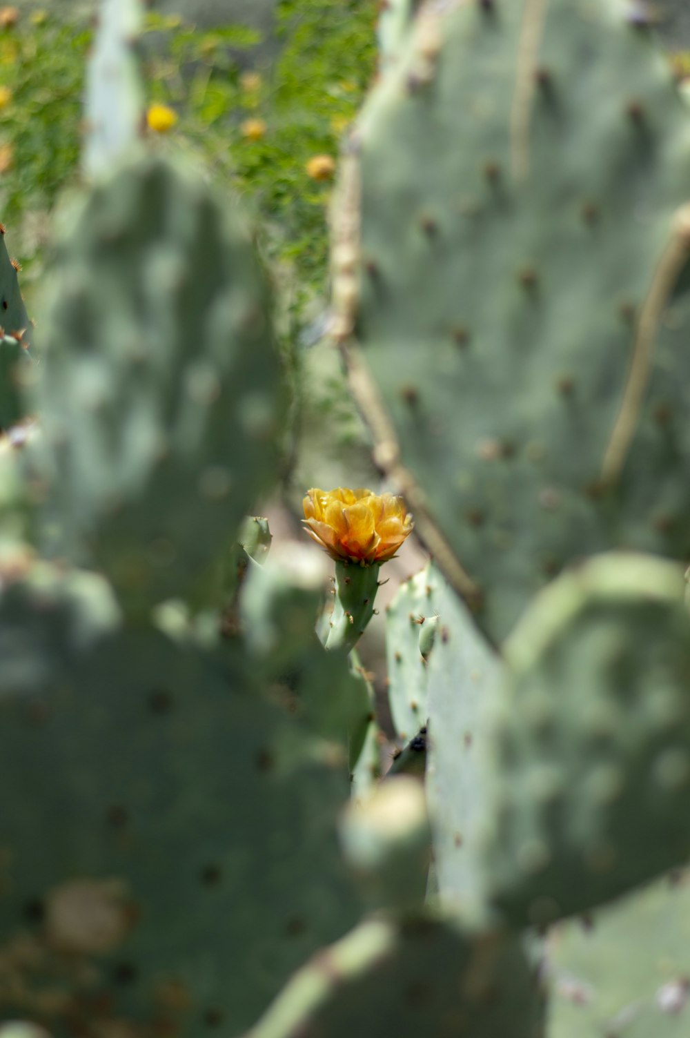 gelbe Blume am grünen Stiel