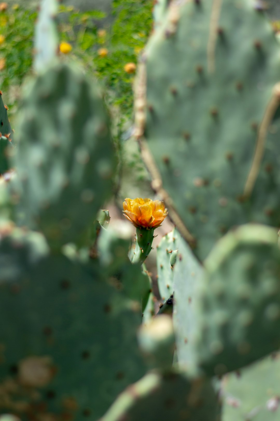 yellow flower on green stem