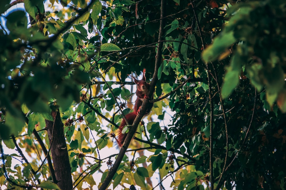 brown squirrel on tree during daytime