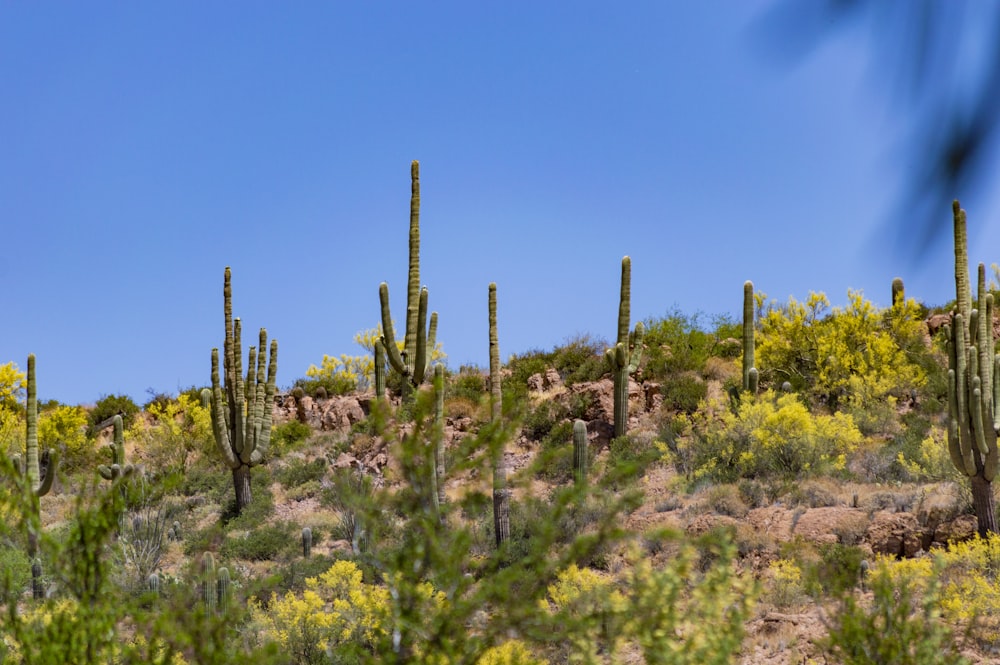 green cactus plants under blue sky during daytime