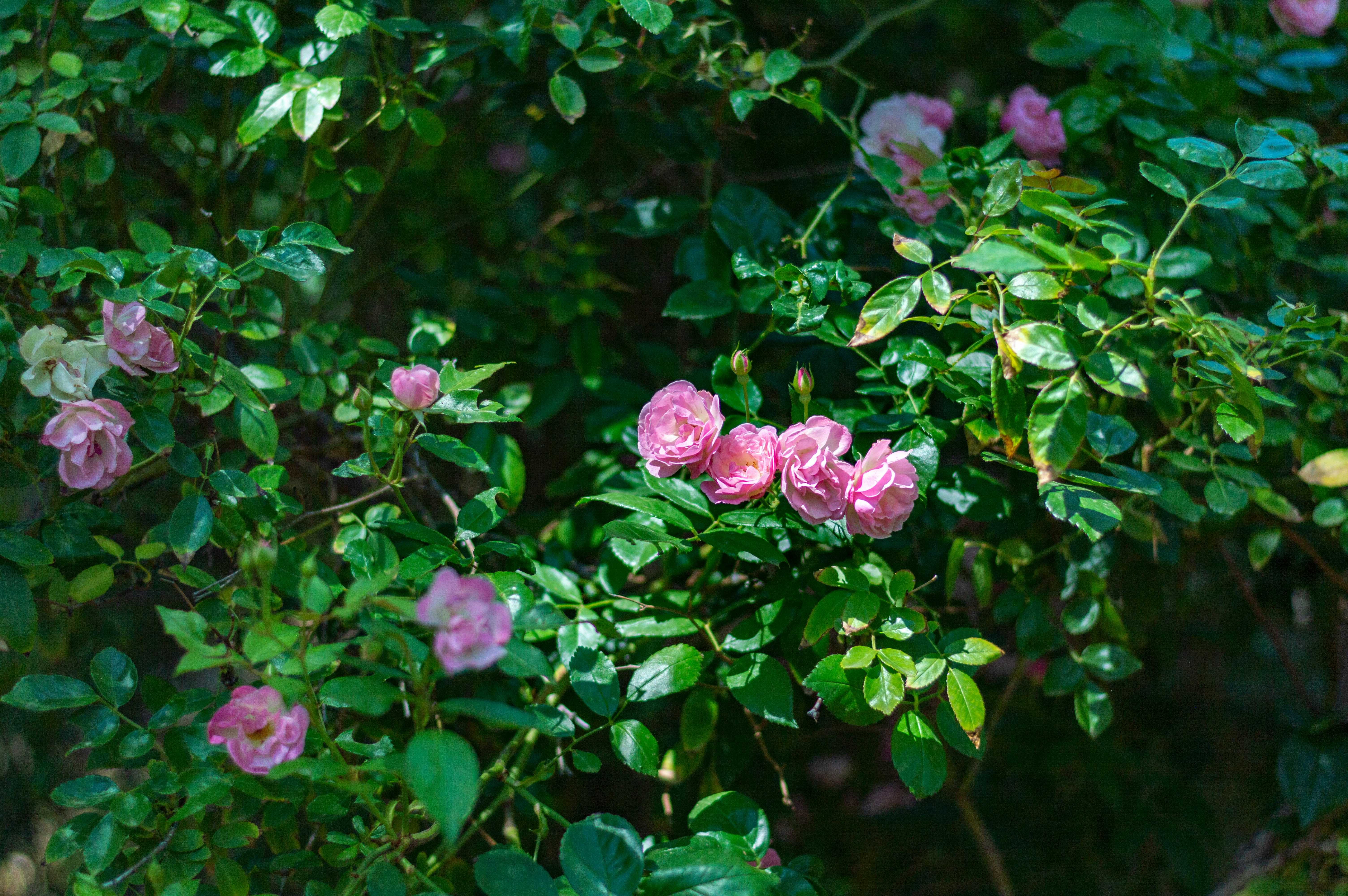 purple flowers with green leaves