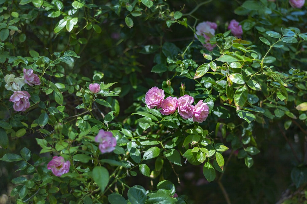 purple flowers with green leaves